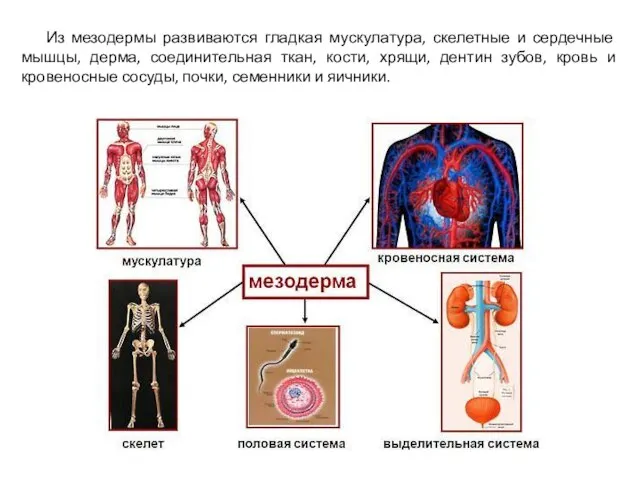 Из мезодермы развиваются гладкая мускулатура, скелетные и сердечные мышцы, дерма, соединительная