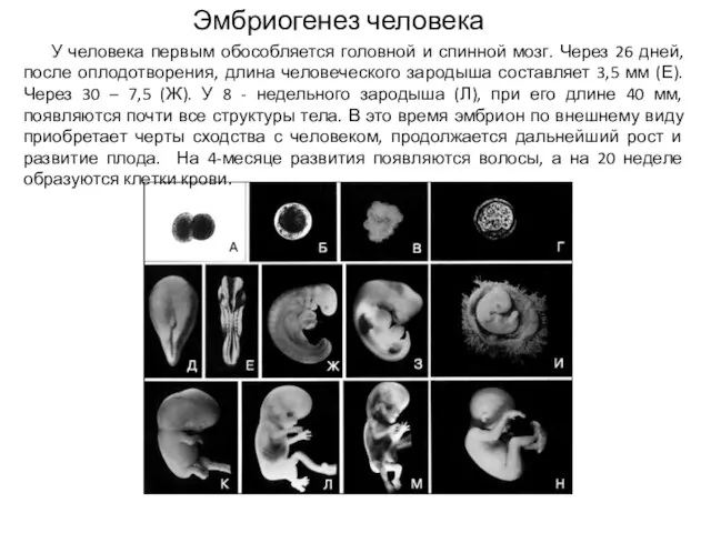 У человека первым обособляется головной и спинной мозг. Через 26 дней,