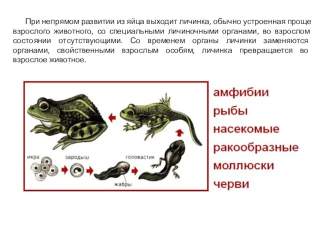 При непрямом развитии из яйца выходит личинка, обычно устроенная проще взрослого