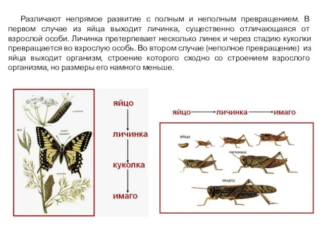 Различают непрямое развитие с полным и неполным превращением. В первом случае