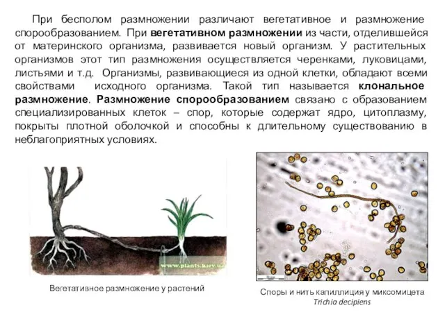 При бесполом размножении различают вегетативное и размножение спорообразованием. При вегетативном размножении