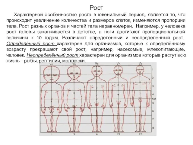 Рост Характерной особенностью роста в ювенильный период, является то, что происходит