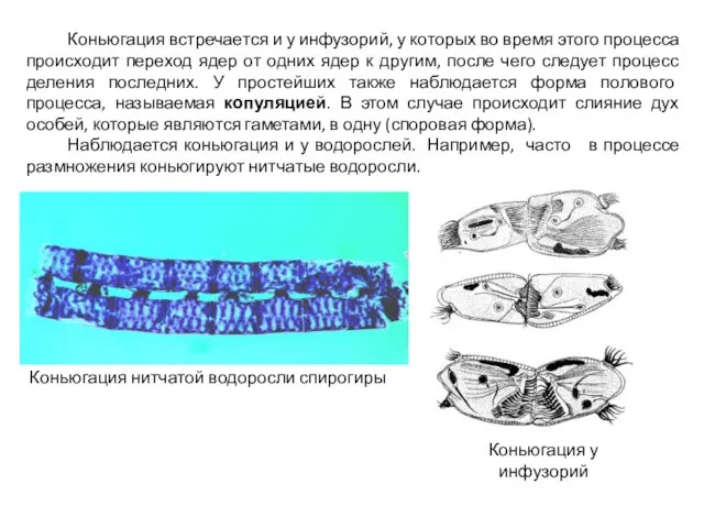 Коньюгация встречается и у инфузорий, у которых во время этого процесса