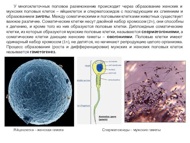 У многоклеточных половое размножение происходит через образование женских и мужских половых