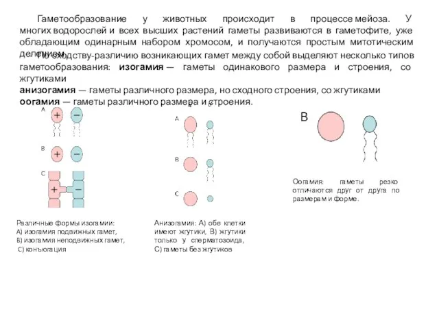 Гаметообразование у животных происходит в процессе мейоза. У многих водорослей и