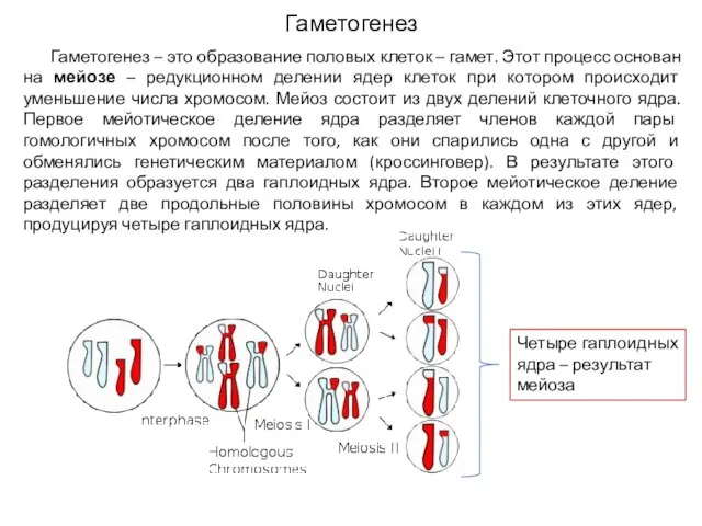 Гаметогенез Гаметогенез – это образование половых клеток – гамет. Этот процесс