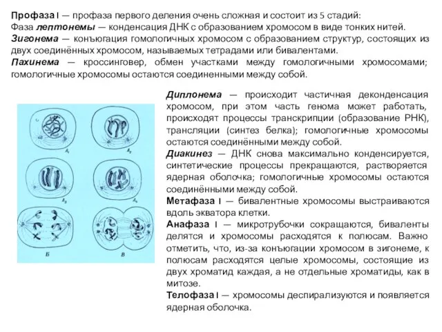 Диплонема — происходит частичная деконденсация хромосом, при этом часть генома может