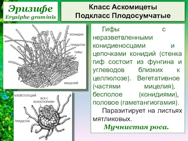 Эризифе Erysiphe graminis Класс Аскомицеты Подкласс Плодосумчатые Гифы с неразветвленными конидиеносцами