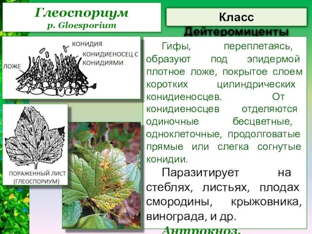 Глеоспориум p. Gloesporium Класс Дейтеромиценты Гифы, переплетаясь, образуют под эпидермой плотное