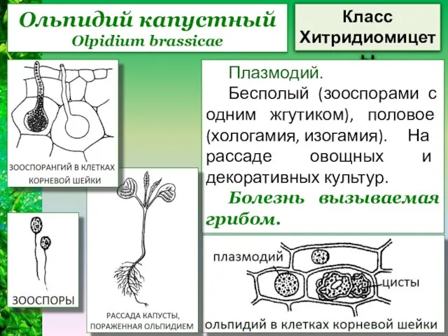 Ольпидий капустный Olpidium brassicae Класс Хитридиомицеты Плазмодий. Бесполый (зооспорами с одним