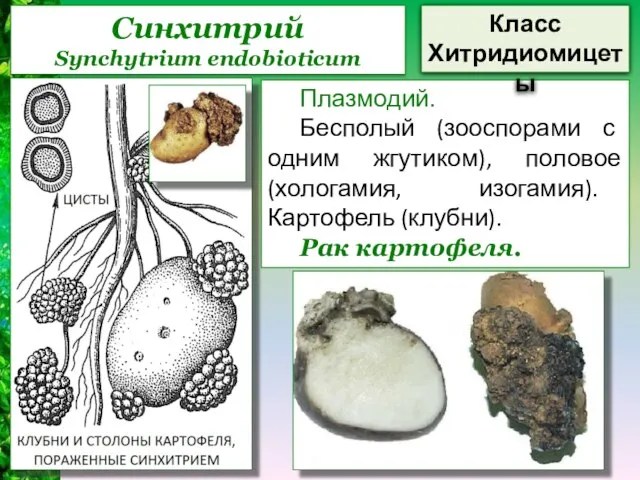 Синхитрий Synchytrium endobioticum Плазмодий. Бесполый (зооспорами с одним жгутиком), половое (хологамия,