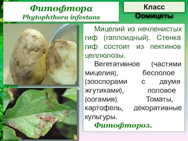 Фитофтора Phytophthora infestans Мицелий из нечленистых гиф (гаплоидный). Стенка гиф состоит