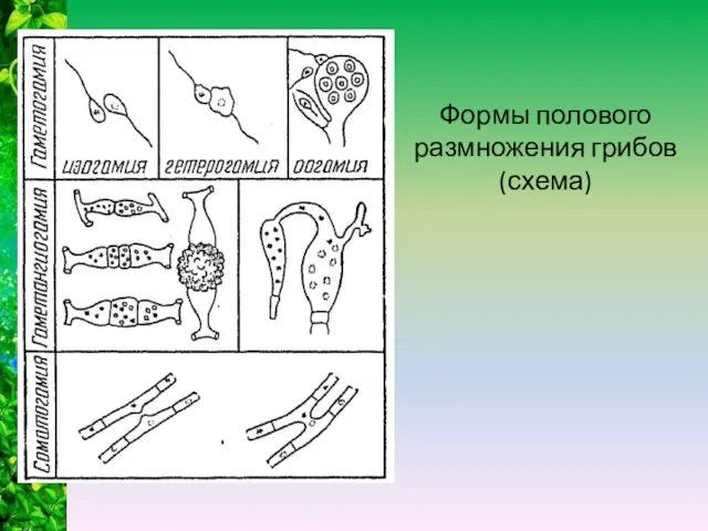 Формы полового размножения грибов (схема)