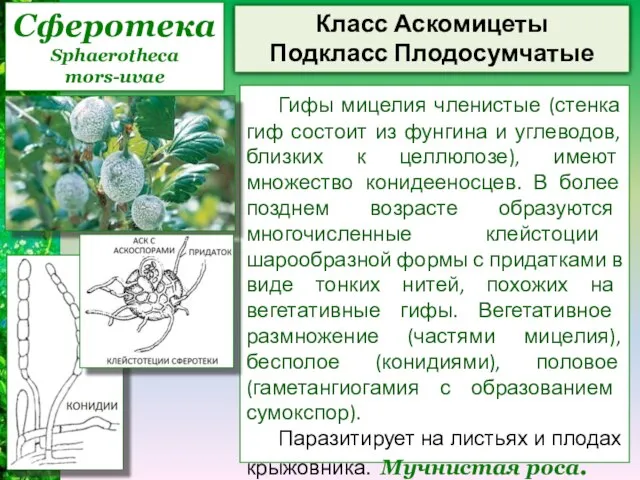 Сферотека Sphaerotheca mors-uvae Класс Аскомицеты Подкласс Плодосумчатые Гифы мицелия членистые (стенка