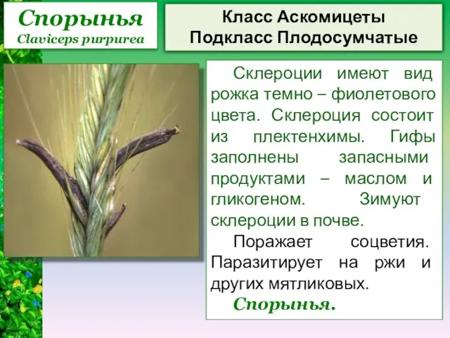 Спорынья Claviceps purpurea Класс Аскомицеты Подкласс Плодосумчатые Склероции имеют вид рожка