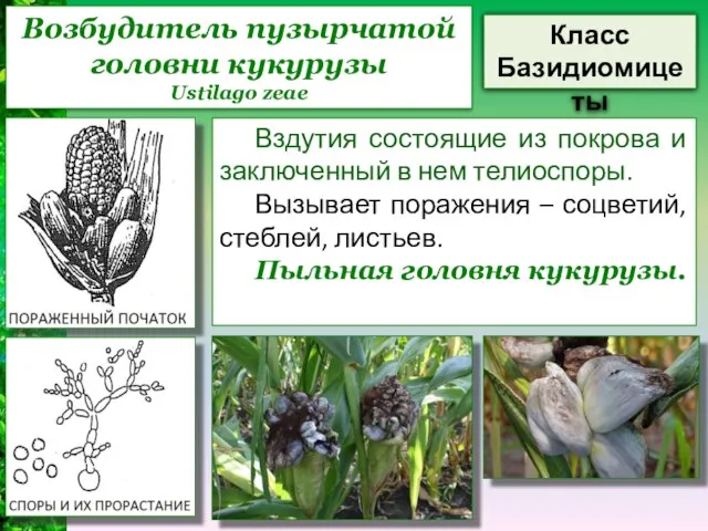 Возбудитель пузырчатой головни кукурузы Ustilago zeae Класс Базидиомицеты Вздутия состоящие из