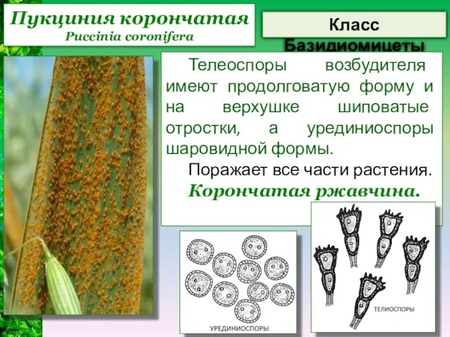 Пукциния корончатая Puccinia coronifera Класс Базидиомицеты Телеоспоры возбудителя имеют продолговатую форму