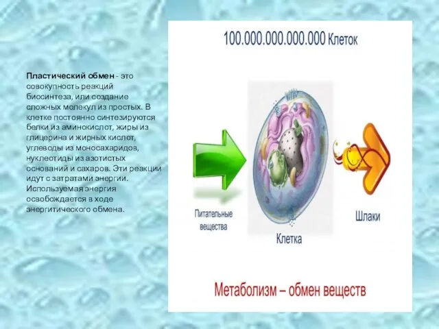 Пластический обмен - это совокупность реакций биосинтеза, или создание сложных молекул