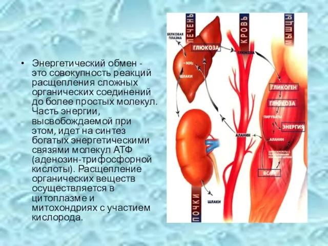 Энергетический обмен - это совокупность реакций расщепления сложных органических соединений до