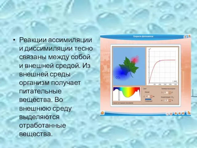 Реакции ассимиляции и диссимиляции тесно связаны между собой и внешней средой.