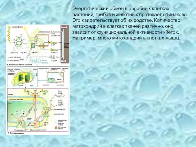 Энергетический обмен в аэробных клетках растений, грибов и животных протекает одинаково.