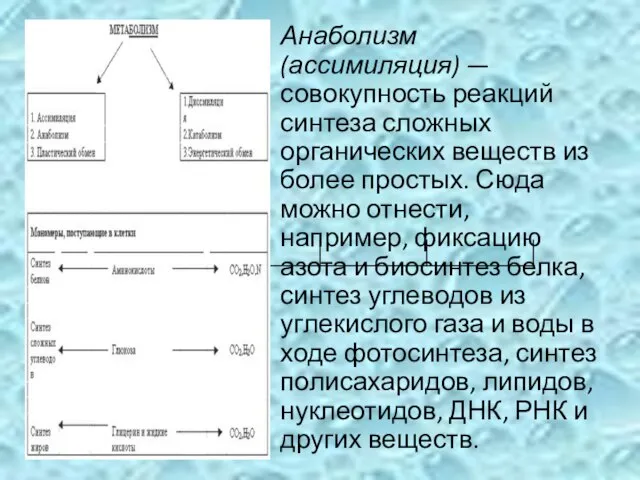 Анаболизм (ассимиляция) — совокупность реакций синтеза сложных органических веществ из более