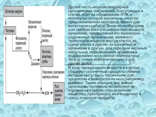 Другая часть низкомолекулярных органических соединений, поступивших в клетки, идет на образование