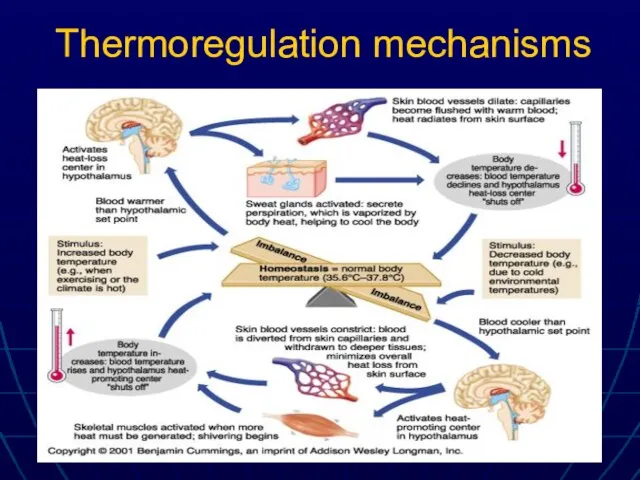 Thermoregulation mechanisms