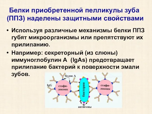 Белки приобретенной пелликулы зуба (ППЗ) наделены защитными свойствами Используя различные механизмы