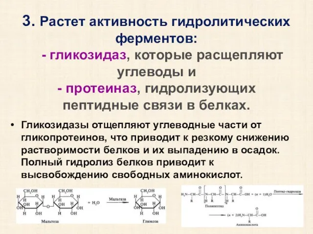 3. Растет активность гидролитических ферментов: - гликозидаз, которые расщепляют углеводы и