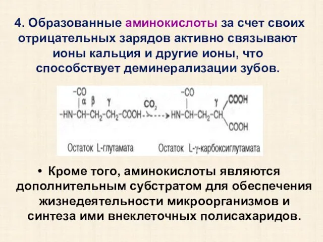 4. Образованные аминокислоты за счет своих отрицательных зарядов активно связывают ионы