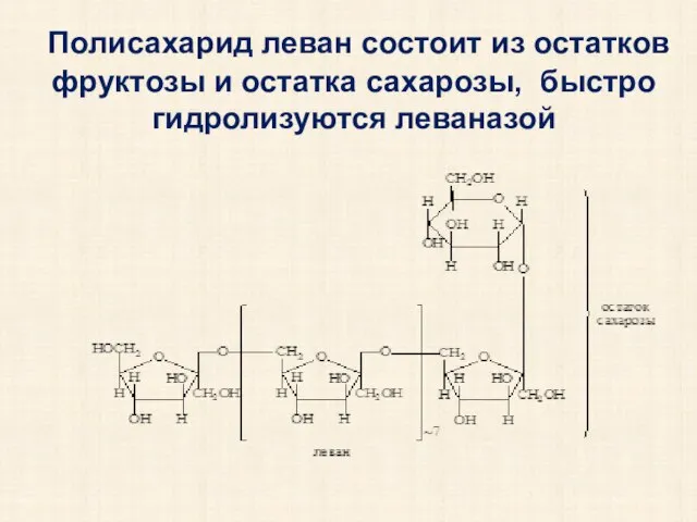 Полисахарид леван состоит из остатков фруктозы и остатка сахарозы, быстро гидролизуются леваназой