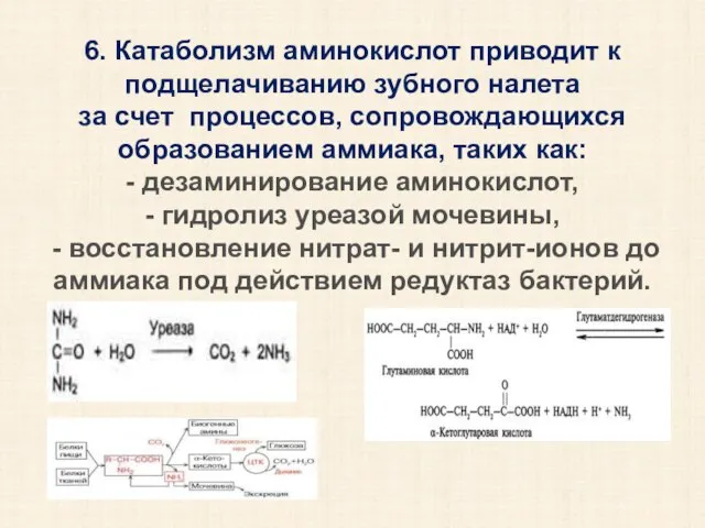 6. Катаболизм аминокислот приводит к подщелачиванию зубного налета за счет процессов,