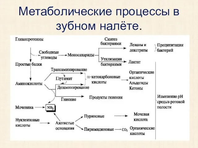 Метаболические процессы в зубном налёте.