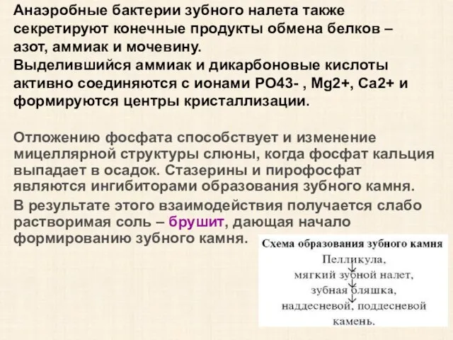 Анаэробные бактерии зубного налета также секретируют конечные продукты обмена белков –