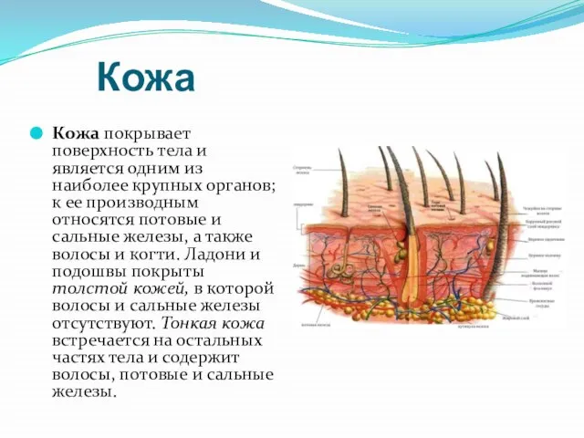 Кожа Кожа покрывает поверхность тела и является одним из наиболее крупных