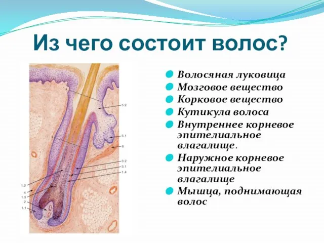 Из чего состоит волос? Волосяная луковица Мозговое вещество Корковое вещество Кутикула