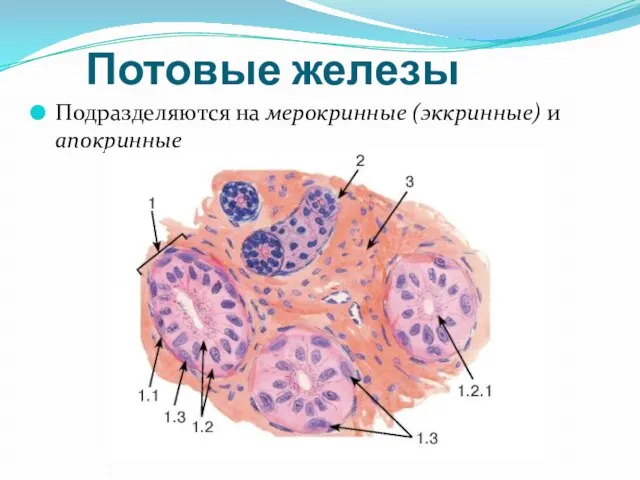 Потовые железы Подразделяются на мерокринные (эккринные) и апокринные