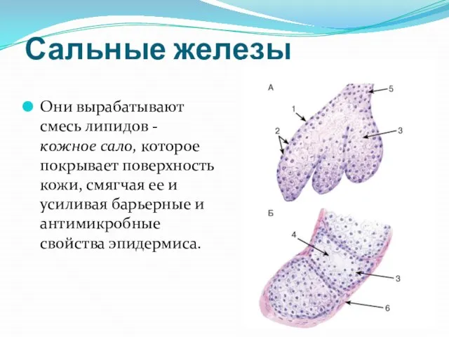 Сальные железы Они вырабатывают смесь липидов - кожное сало, которое покрывает