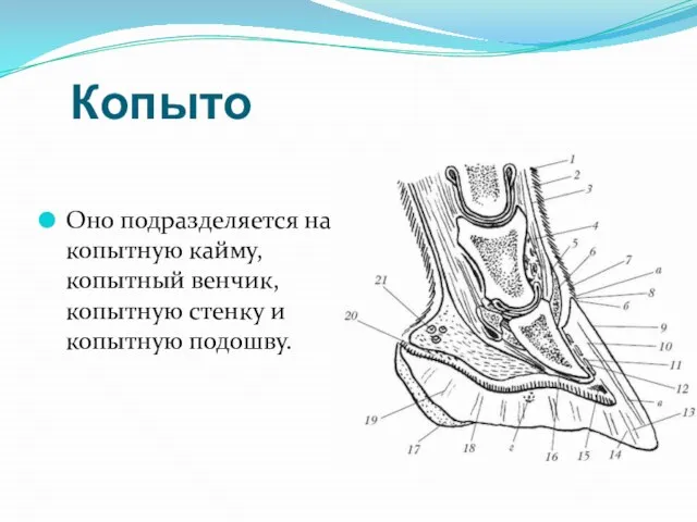 Копыто Оно подразделяется на копытную кайму, копытный венчик, копытную стенку и копытную подошву.