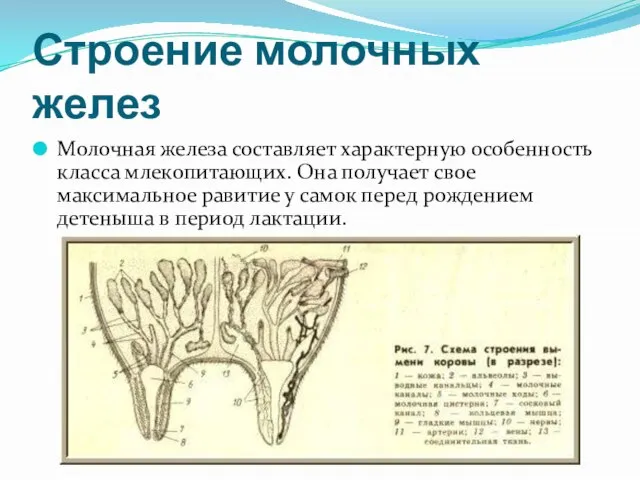 Строение молочных желез Молочная железа составляет характерную особенность класса млекопитающих. Она