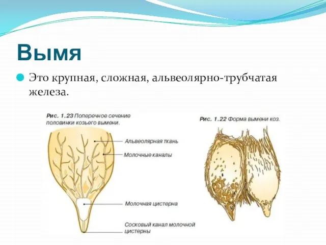 Вымя Это крупная, сложная, альвеолярно-трубчатая железа.