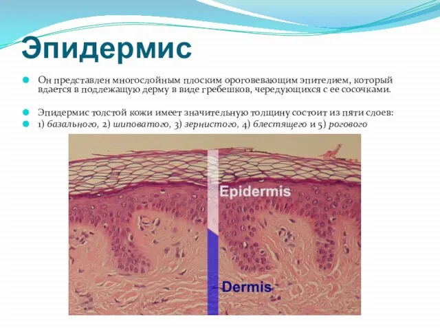 Эпидермис Он представлен многослойным плоским ороговевающим эпителием, который вдается в подлежащую