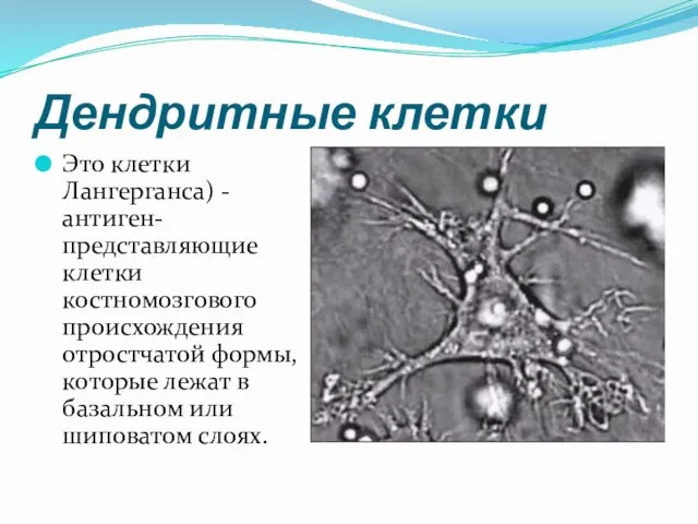 Дендритные клетки Это клетки Лангерганса) - антиген-представляющие клетки костномозгового происхождения отростчатой