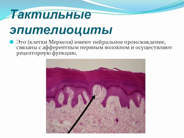 Тактильные эпителиоциты Это (клетки Меркеля) имеют нейральное происхождение, связаны с афферентным