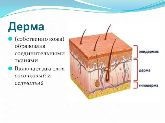 Дерма (собственно кожа) образована соединительными тканями Включает два слоя - сосочковый и сетчатый