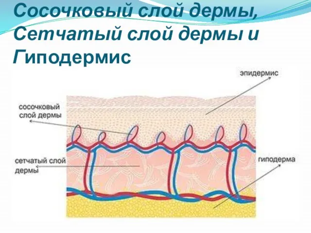 Сосочковый слой дермы, Сетчатый слой дермы и Гиподермис