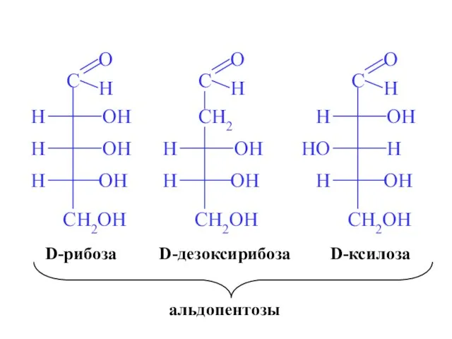 D-рибоза D-ксилоза D-дезоксирибоза альдопентозы