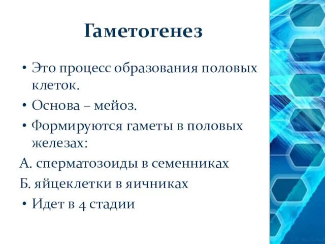 Гаметогенез Это процесс образования половых клеток. Основа – мейоз. Формируются гаметы