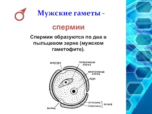 Мужские гаметы - спермии Спермии образуются по два в пыльцевом зерне (мужском гаметофите).